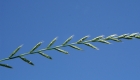 Lolium multiflorum (particolare)