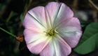 Convolvolus arvensis (particolare)