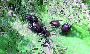 Immagine Popilia japonica, lo scarabeide giapponese fa la sua comparsa nei vigneti del novarese.