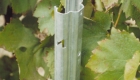 Palo di ferro