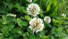 Trifolium repens (particolare)
