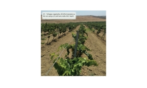 Immagine Effetto del portainnesto sulla qualità delle uve e dei vini