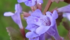 Glechoma hederacea (particolare)