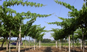 Immagine Le ragioni dei padri