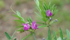 Veccia sativa (particolare)