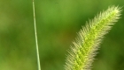 Setaria viridis (particolare)