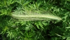 Hordeum murinum (particolare)