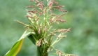 Sorghum halepense (particolare)