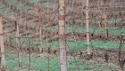 Vecchio palo