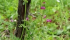Veccia sativa (pianta)