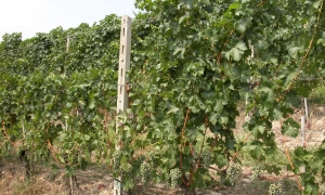 Immagine Gestire il vigneto per ostacolare i parassiti