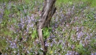 Glechoma hederacea (pianta)