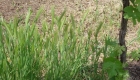 Hordeum murinum (pianta)