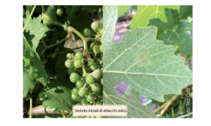 Immagine Gli antioidici