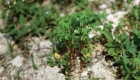 Euphorbia helioscopia (pianta)