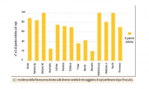 Immagine Suscettibilità varietale a flavescenza dorata e comportamento nutritivo di scaphoideus titanus
