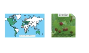 Immagine Infestazioni fogliari di fillossera su Vitis vinifera. Perché?