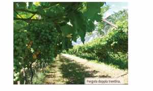 Immagine Il centro di saggio della Fondazione E. Mach e la sua attività nel settore viticolo