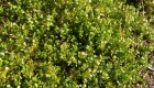 Stellaria media (pianta)