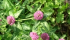 Trifolium pratense (particolare)