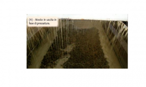 Immagine Vinificazione in bianco