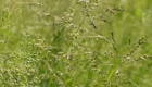 Poa annua (pianta)