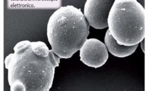 Immagine L'utilizzo di Lachancea thermotolerans per l'acidificazione naturale dei vini