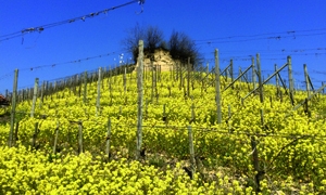 Immagine La gestione della fertilità dei vigneti