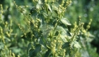 Mercurialis annua (particolare)