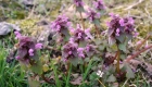 Lamium purpureum (pianta)