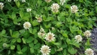 Trifolium repens (pianta)
