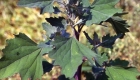 Chenopodium album (particolare)