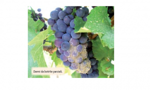 Immagine Gli antibotritici per la viticoltura