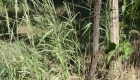 Agropyron repens (pianta)