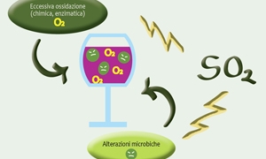 Immagine Riduzione dell'uso di SO2 nelle prime fasi della vinificazione