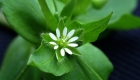 Stellaria media (particolare)