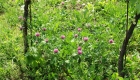 Trifolium pratense (pianta)