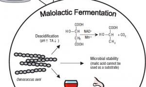 Immagine Conoscere le richieste azotate dei batteri lattici vinari