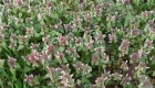 Lamium purpureum (particolare)