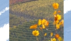 Danni climatici