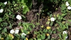 Convolvolus arvensis (pianta)