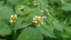 Galinsoga parviflora (particolare)