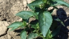 Mercurialis annua (pianta)