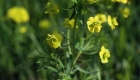 Euphorbia helioscopia (particolare)