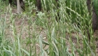 Lolium multiflorum (pianta)