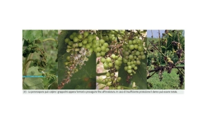 Immagine Riflessioni sulla difesa antiperonosporica della vite